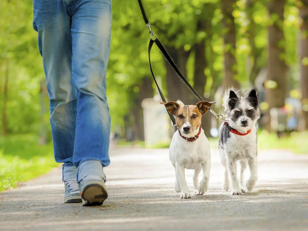 Todo lo que tienes que saber acerca de los seguros obligatorios para perros