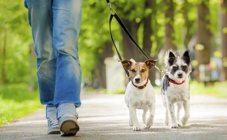  Todo lo que tienes que saber acerca de los seguros obligatorios para perros 