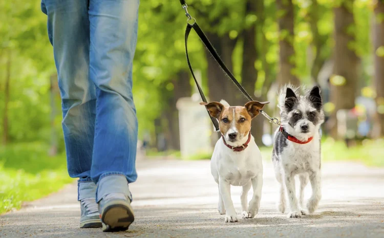  Todo lo que tienes que saber acerca de los seguros obligatorios para perros